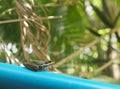 Light green brown little cute smooth skin amphibian looks like rice field frog Royalty Free Stock Photo