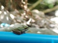 Light green brown little cute smooth skin amphibian looks like rice field frog Royalty Free Stock Photo