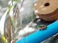 Light green brown little cute smooth skin amphibian looks like rice field frog Royalty Free Stock Photo