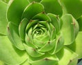 Light Green Cactus