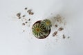 Light green cactus in brown pot and sand Royalty Free Stock Photo
