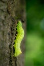 Light green caterpillar climbing a tree of the forest