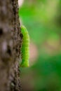 Light green caterpillar climbing a tree of the forest