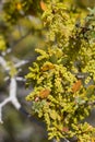 QUERCUS CORNELIUS-MULLERI BLOOM - PIONEERTOWN MP - 042420 B Royalty Free Stock Photo