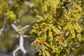 QUERCUS CORNELIUS-MULLERI BLOOM - PIONEERTOWN MP - 042420 A