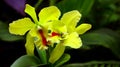 Light green cattleya orchids