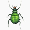 Light Green Chubby Beetle Insect Arthropod Variation 3 Isolated, Transparent Background