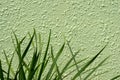 Light green concrete stone wall texture and green grass in selected focus, natural background Royalty Free Stock Photo