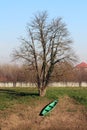 Light green with dark brown edge elongated wooden river boat left on grass covered river bank tied to large tree without leaves Royalty Free Stock Photo