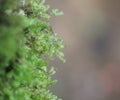 light green fern leaf background