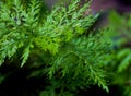 light green fern leaf background