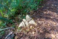 Light green fern in a woodland with many trees