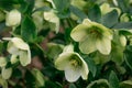 The light green flowers of hellebore white Helleborus Royalty Free Stock Photo