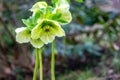 Light green flowers of hellebore white Helleborus, Christmas rose or Lenten rose, begin to open in winter, and bloom all spring Royalty Free Stock Photo