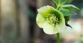 Light green flowers of hellebore white Helleborus, Christmas rose or Lenten rose, begin to open in winter, and bloom all spring