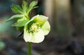 Light green flowers of hellebore white Helleborus, Christmas rose or Lenten rose, begin to open in winter, and bloom all spring. Royalty Free Stock Photo