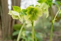 The light green flowers of hellebore white Helleborus, known as Christmas rose and Lenten rose Royalty Free Stock Photo