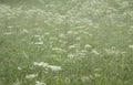 Light green foggy meadow wet after the rain. Misty morning in Austrian cantry side. Meadow landscape in a fog. Nature background Royalty Free Stock Photo