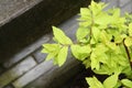 Light green foliage with dew against stone steps Royalty Free Stock Photo