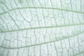 Light green foliage texture with vein seamless patterns for natural background Royalty Free Stock Photo