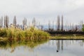 Light green grass bush on the shore of a lake. Light reflections on water. Royalty Free Stock Photo