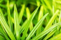 Light green grass texture blurred background closeup, water drops, grass blades macro, spring nature, summer season wallpaper Royalty Free Stock Photo