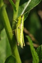 A small yellow-green grasshopper peeking out from behind green leaves in portrait format. Royalty Free Stock Photo