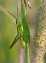 A light green grasshopper is hiding in the grass, close-up. Summer season Royalty Free Stock Photo