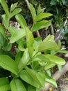 Light green Guava tree leaves in sunlight Royalty Free Stock Photo