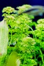 Light green hornwort Ceratophyllum submersum Royalty Free Stock Photo