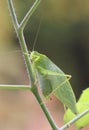 Light green katydid clinging tightly to a stem Royalty Free Stock Photo