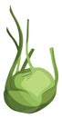 Light green kohlrabi vector illustration of vegetables