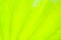 Light green leaf abstract nature background Royalty Free Stock Photo