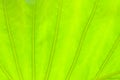 Light green leaf abstract nature background Royalty Free Stock Photo