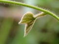 light green leaf macro covered with fluff, on a blurred background