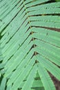 Light green leaves of Climbing Wattle tree, Acacia pennata (L.), THAI