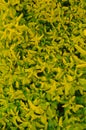 Light green leaves forming a pattern Royalty Free Stock Photo