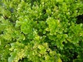 Light green leaves with tiny budding flowers