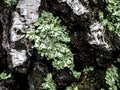 Light green lichen on the bark of an old birch tree Royalty Free Stock Photo