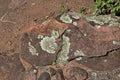 LIGHT GREEN LICHEN GROWING ON A ROCK Royalty Free Stock Photo