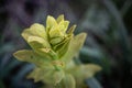 Light green meadow plant with tilted top growing in dark green grass blurred bokeh background