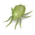 Light green mite bug Royalty Free Stock Photo