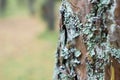 Light green moss on a pine close - up with a blurred background