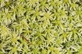 Light green moss texture or background macro, selective focus, shallow DOF