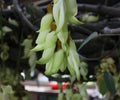 Light green Mucuna birdwoodiana tutch,Dream Birdwood`s Mucuna in full bloom Royalty Free Stock Photo