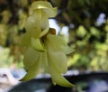 Light green Mucuna birdwoodiana tutch,Dream Birdwood`s Mucuna in full bloom Royalty Free Stock Photo