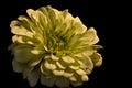 Light Green Mum Royalty Free Stock Photo