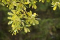 Light green oak branch on a blurred background Royalty Free Stock Photo