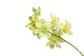 Light green orchid bouquet flower bloom isolated on white background. Royalty Free Stock Photo