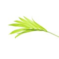 Light green palm leaf isolated on white background Royalty Free Stock Photo